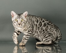 Capstone Bengals photo