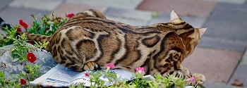 Bengals by Aluren photo