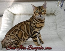 San Jose Bengal Cats photo