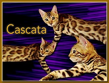 Palm Beach Bengals photo