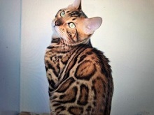 Willow Dream Bengals photo