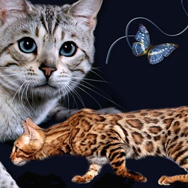 Anjou Bengals photo