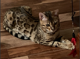 Bengaltime photo
