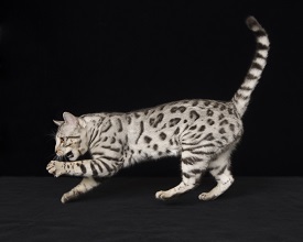 Snow Tundra Bengal photo