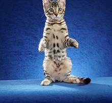 Chicago Bengals photo