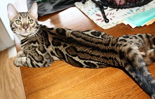 Columbia River Bengals photo