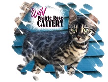 Wild Prairie Rose Cattery photo