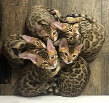 Fairy Tail Cats photo