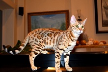 Bengal Music Cats photo
