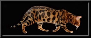 Absolutely Bengals photo