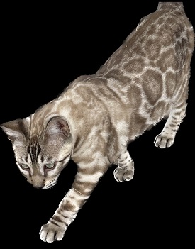 Wild River Bengals photo