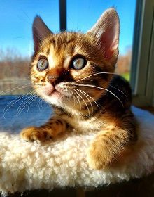 Ozark Bengal Cats photo