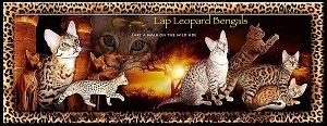 Lap Leopard Bengals photo