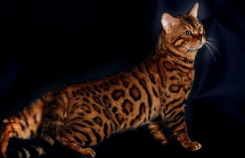 Hypnotic Exotics photo