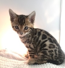 Dentons Bengals photo