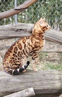 Giannisbengal photo