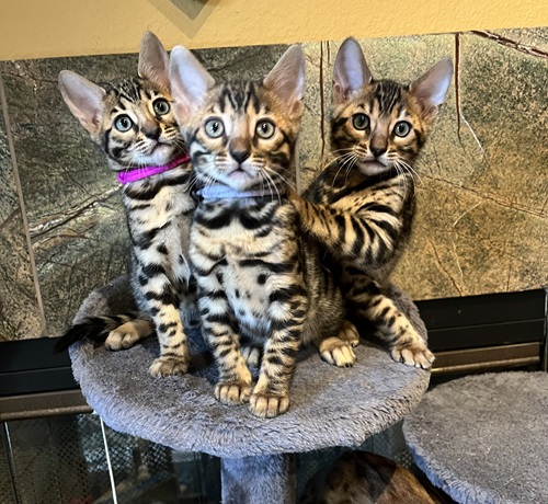 4 Seasons Bengals photo
