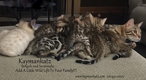 Kayman Katz photo