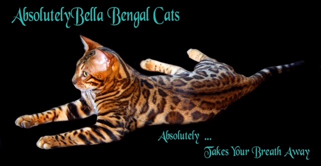 AbsolutelyBella Bengals photo