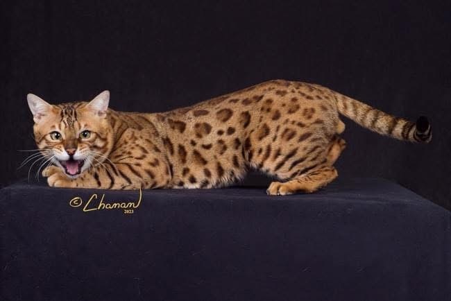 Stratokatzter Bengals photo